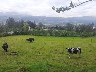 Foto 2 de QUINTA en venta, Amaguaña, 49.533m2, plano, con potreros casa, servicios