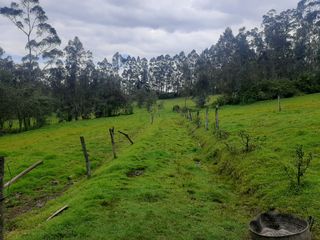 Foto 6 de QUINTA en venta, Amaguaña, 49.533m2, plano, con potreros casa, servicios