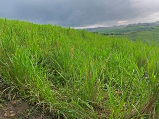 Foto 15 de Se Vende: Finca agrícola/ganadera bien explotada en Las piedras de Mongolla, Chone