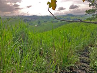 Foto 16 de Se Vende: Finca agrícola/ganadera bien explotada en Las piedras de Mongolla, Chone