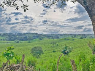 Foto 5 de Se Vende: Finca agrícola/ganadera bien explotada en Las piedras de Mongolla, Chone