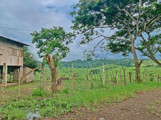 Foto 8 de Se Vende: Finca agrícola/ganadera bien explotada en Las piedras de Mongolla, Chone