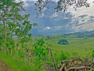 Foto 9 de Se Vende: Finca agrícola/ganadera bien explotada en Las piedras de Mongolla, Chone
