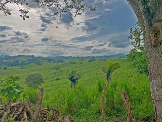 Foto 10 de Se Vende: Finca agrícola/ganadera bien explotada en Las piedras de Mongolla, Chone