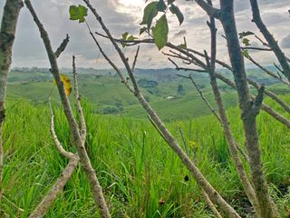 Foto 11 de Se Vende: Finca agrícola/ganadera bien explotada en Las piedras de Mongolla, Chone