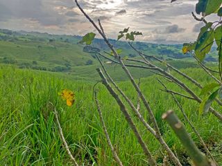 Foto 13 de Se Vende: Finca agrícola/ganadera bien explotada en Las piedras de Mongolla, Chone