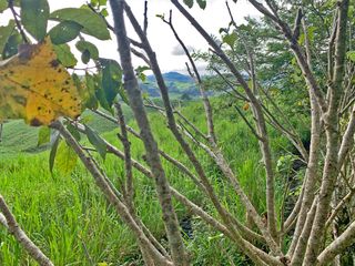 Foto 14 de Se Vende: Finca agrícola/ganadera bien explotada en Las piedras de Mongolla, Chone