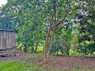Foto 28 de Se Vende: Finca agrícola/ganadera bien explotada en Las piedras de Mongolla, Chone