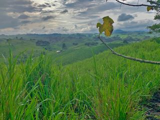 Foto 17 de Se Vende: Finca agrícola/ganadera bien explotada en Las piedras de Mongolla, Chone