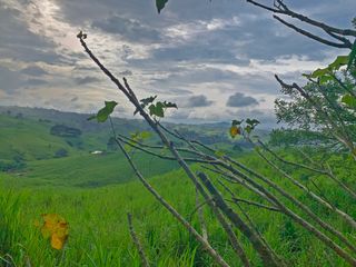 Foto 18 de Se Vende: Finca agrícola/ganadera bien explotada en Las piedras de Mongolla, Chone