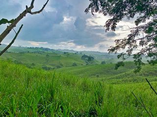 Foto 20 de Se Vende: Finca agrícola/ganadera bien explotada en Las piedras de Mongolla, Chone