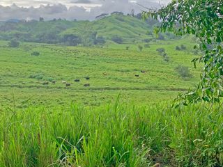 Foto 23 de Se Vende: Finca agrícola/ganadera bien explotada en Las piedras de Mongolla, Chone