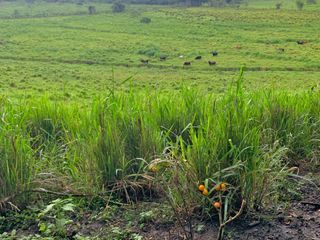 Foto 24 de Se Vende: Finca agrícola/ganadera bien explotada en Las piedras de Mongolla, Chone