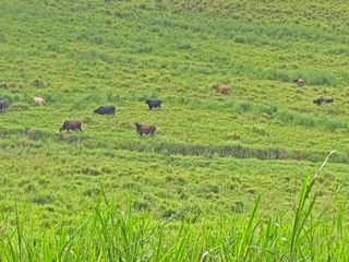 Foto 25 de Se Vende: Finca agrícola/ganadera bien explotada en Las piedras de Mongolla, Chone