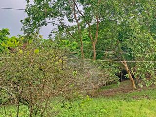 Foto 27 de Se Vende: Finca agrícola/ganadera bien explotada en Las piedras de Mongolla, Chone
