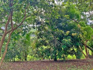 Foto 29 de Se Vende: Finca agrícola/ganadera bien explotada en Las piedras de Mongolla, Chone