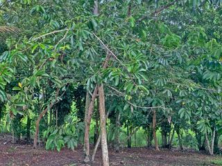 Foto 30 de Se Vende: Finca agrícola/ganadera bien explotada en Las piedras de Mongolla, Chone