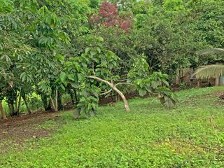 Foto 31 de Se Vende: Finca agrícola/ganadera bien explotada en Las piedras de Mongolla, Chone