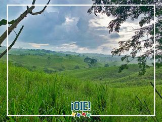 Foto 33 de Se Vende: Finca agrícola/ganadera bien explotada en Las piedras de Mongolla, Chone