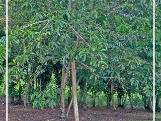 Foto 42 de Se Vende: Finca agrícola/ganadera bien explotada en Las piedras de Mongolla, Chone