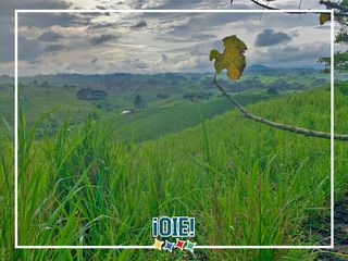 Foto 36 de Se Vende: Finca agrícola/ganadera bien explotada en Las piedras de Mongolla, Chone