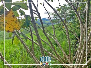 Foto 39 de Se Vende: Finca agrícola/ganadera bien explotada en Las piedras de Mongolla, Chone
