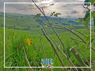 Foto 40 de Se Vende: Finca agrícola/ganadera bien explotada en Las piedras de Mongolla, Chone