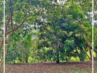 Foto 43 de Se Vende: Finca agrícola/ganadera bien explotada en Las piedras de Mongolla, Chone