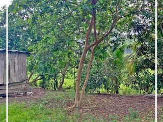 Foto 44 de Se Vende: Finca agrícola/ganadera bien explotada en Las piedras de Mongolla, Chone