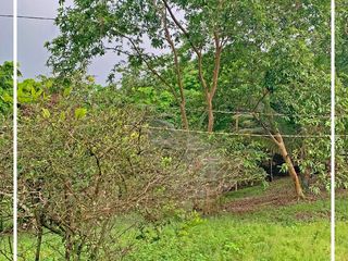 Foto 45 de Se Vende: Finca agrícola/ganadera bien explotada en Las piedras de Mongolla, Chone