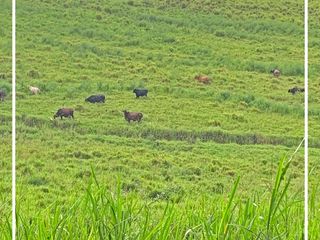 Foto 47 de Se Vende: Finca agrícola/ganadera bien explotada en Las piedras de Mongolla, Chone