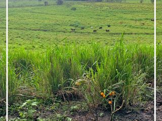 Foto 48 de Se Vende: Finca agrícola/ganadera bien explotada en Las piedras de Mongolla, Chone