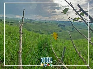 Foto 49 de Se Vende: Finca agrícola/ganadera bien explotada en Las piedras de Mongolla, Chone