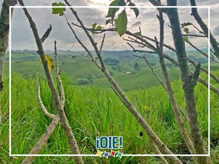 Foto 50 de Se Vende: Finca agrícola/ganadera bien explotada en Las piedras de Mongolla, Chone