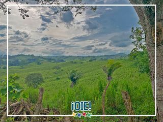 Foto 51 de Se Vende: Finca agrícola/ganadera bien explotada en Las piedras de Mongolla, Chone