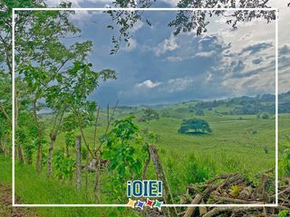 Foto 52 de Se Vende: Finca agrícola/ganadera bien explotada en Las piedras de Mongolla, Chone