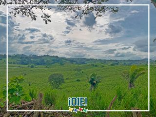 Foto 55 de Se Vende: Finca agrícola/ganadera bien explotada en Las piedras de Mongolla, Chone