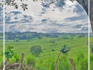 Foto 57 de Se Vende: Finca agrícola/ganadera bien explotada en Las piedras de Mongolla, Chone
