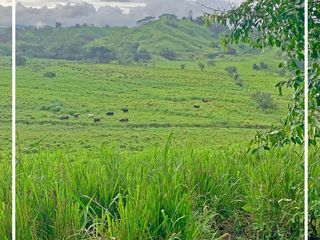 Foto 58 de Se Vende: Finca agrícola/ganadera bien explotada en Las piedras de Mongolla, Chone