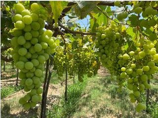 Foto 5 de Terreno Agricola en venta en Pisco
