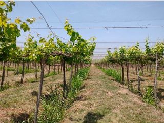 Foto 6 de Terreno Agricola en venta en Pisco