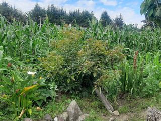 Foto 11 de CHECA, vendo terreno 1.500m, con casa y local comercial, servicios básicos