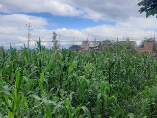 Foto 10 de CHECA, vendo terreno 1.500m, con casa y local comercial, servicios básicos