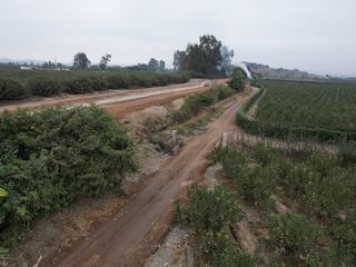 Foto 7 de VENDO TERRENO AGRICOLA 3.2018 HA, MANZANA EN PRODUCCION - NUEVO IMPERIAL CAÑETE
