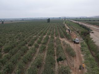 Foto 4 de VENDO TERRENO AGRICOLA 3.2018 HA, MANZANA EN PRODUCCION - NUEVO IMPERIAL CAÑETE