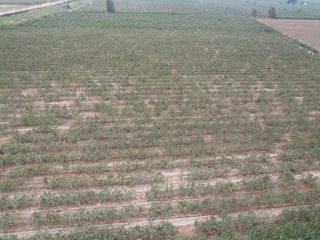 Foto 8 de VENDO TERRENO AGRICOLA 3.2018 HA, MANZANA EN PRODUCCION - NUEVO IMPERIAL CAÑETE