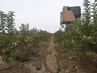 Foto 3 de VENDO TERRENO AGRICOLA 3.2018 HA, MANZANA EN PRODUCCION - NUEVO IMPERIAL CAÑETE
