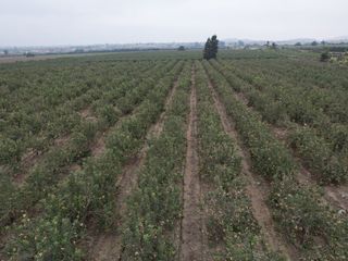 Foto 5 de VENDO TERRENO AGRICOLA 3.2018 HA, MANZANA EN PRODUCCION - NUEVO IMPERIAL CAÑETE