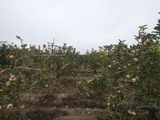 Foto 2 de VENDO TERRENO AGRICOLA 3.2018 HA, MANZANA EN PRODUCCION - NUEVO IMPERIAL CAÑETE