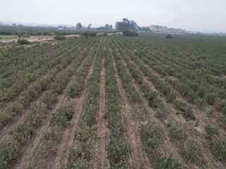 Foto 6 de VENDO TERRENO AGRICOLA 3.2018 HA, MANZANA EN PRODUCCION - NUEVO IMPERIAL CAÑETE